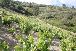 La futura PAC para el sector gallego del vino