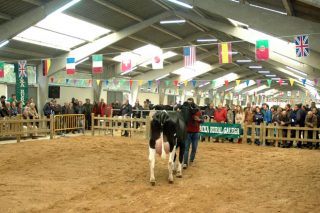 Próximas subastas de ganado frisón en la provincia de Lugo: Este sábado en Sarria y el 8 de junio en O Páramo