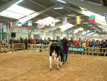 Próximas subastas de ganado frisón en la provincia de Lugo: Este sábado en Sarria y el 8 de junio en O Páramo