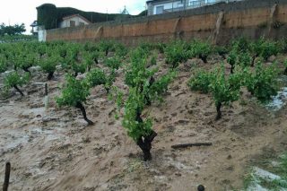 El granizo arrasa gran parte de los viñedos de O Barco y Vilamartín de Valdeorras