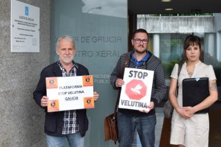 Demandan que el Ministerio se sume a la lucha contra la Vespa Velutina