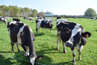 Las granjas de vacuno de leche más eficientes son las que menos contaminan