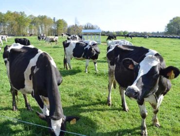 Las granjas de vacuno de leche más eficientes son las que menos contaminan