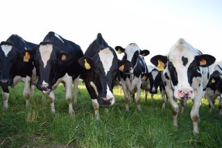 UUAA advierte que solo el 3% de las vacas sacrificadas por tuberculosis dieron positivo en matadero
