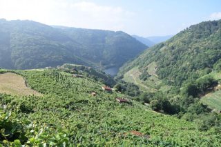 ¿Cómo afectará el cambio climático a la producción de uva en la Ribeira Sacra?