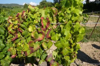 “La llegada de la Flavescencia Dorada a los viñedos de Galicia es cuestión de tiempo”