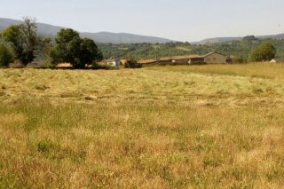 Ganaderos gallegos reclaman ayudas por la sequía como las establecidas en otras Comunidades Autónomas