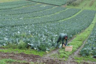 Claves de las ayudas para formarse e incorporarse al agro en Galicia