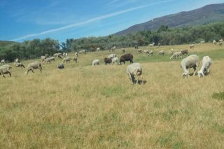 Los ganaderos de Ourense se quedan solos ante la peor sequía en décadas