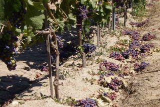 ¿Cómo solicitar la ayuda para vendimia en verde y cuanto recibirá el viticultor en cada DO gallega?