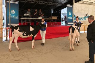 Resultados del concurso de vacas y de manejadores de Feiradeza 2017