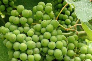 Areeiro calcula que la maduración de la uva lleva un mes de adelanto