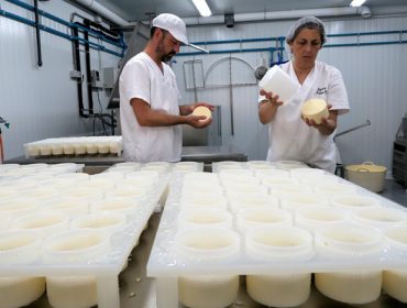 Ganaderías que transforman la leche: Oportunidades y requisitos