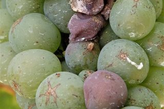 ¿Qué productos se pueden utilizar en este momento contra la botritis o podredumbre de la uva?