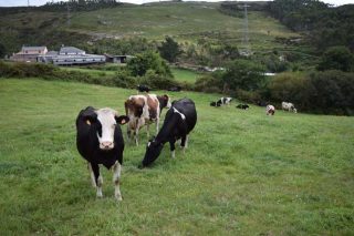 La Fruga demanda cambios en los protocolos del saneamiento ganadero para evitar el sacrificio de vacas sanas