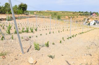 Cambios en las ayudas de la Xunta para la reconversión de viñedo