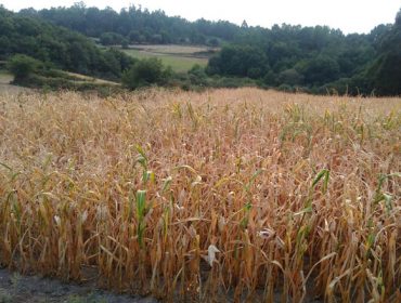 Estrategias para afrontar las sequías en maíz