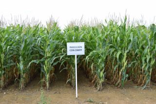 Ensayos en Galicia con las variedades de maíz forrajero: resultados 2020