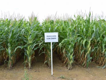 Las mejores variedades de maíz para esta campaña: resultados de los ensayos de Mabegondo