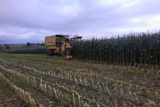 Manejo del maíz para silo: cosecha, procesado del grano y gestión de la digestibilidad