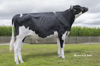 Bi-Battle: el toro revelación de Xenética Fontao con las cualidades que valora la industria láctea
