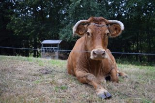 La Comisión Europea declara a Galicia libre de brucelosis bovina