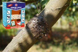 Impex Europa lanza una cinta antiinsectos, especial para árboles, establos e industrias alimentarias