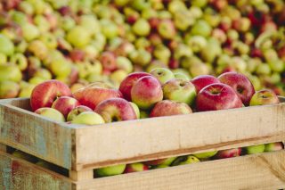 La cosecha de manzana de sidra bajará este año hasta un 70% en Galicia