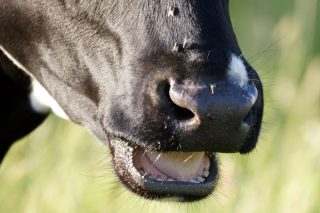 ¿Por qué es tan importante controlar las moscas en las ganaderías de vacuno de leche?