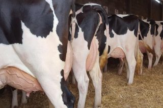 ¿En que países de la Unión Europea las vacas producen más leche?