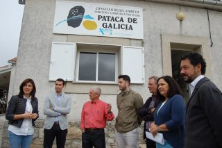 La IGP Patata de Galicia prevé crecer este año un 10%
