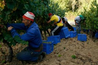 Cepado, una tradición de cuidado de los viñedos plasmada en el vino