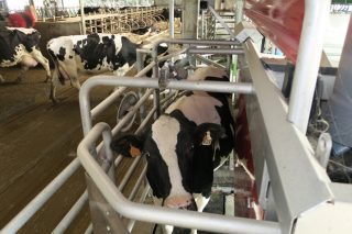 Cómo incide el robot de ordeño en la producción de leche y en la fertilidad