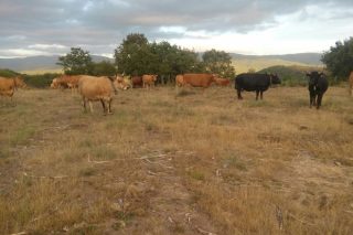 Impacto de la sequía en las ganaderías: Unións insta a la Xunta a actuar