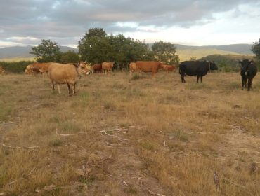 Impacto de la sequía en las ganaderías: Unións insta a la Xunta a actuar