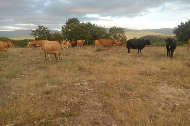 Lista de las 12.152 ganaderías gallegas que recibirán este mes ayudas extraordinarias por la sequía 