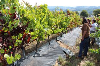 Viticultores participan en Lugo en un curso sobre virus en viñedo