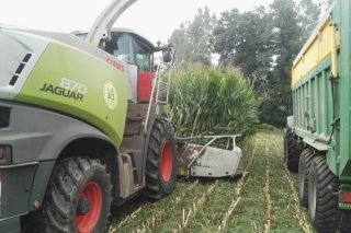 Vídeos e imágenes del final del ensilado del maíz en Galicia