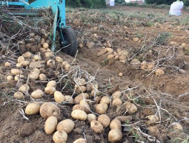 Baja un 20% la cosecha de patata en Galicia y precios al alza… de momento