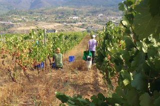 Valdeorras finaliza la vendimia con menor producción de uva pero de «elevadísima calidad»