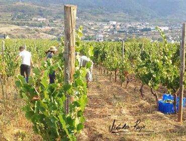 Concluye con datos muy positivos la vendimia en Valdeorras: Más de 7 millones de kilos de uva