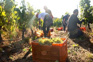 La cosecha de uva en Galicia supera las previsiones y alcanza los 63,9 millones de kilos