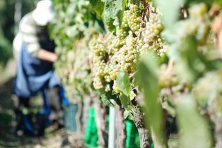 Previsiones de la vendimia en Galicia: buen estado sanitario de la uva, buena calidad y cantidad