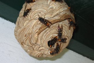 Recomendaciones de trampeo de reinas de vespa asiática y de la polilla del boj