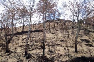 Primeras acciones para evitar la erosión del monte tras los fuegos