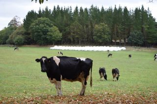 Precios estandarizados de la leche, la comparativa real entre Galicia, España y Europa