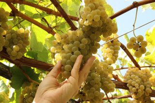 Precios de la uva en la vendimia 2023 en Galicia: se estabiliza la blanca y caída de la tinta