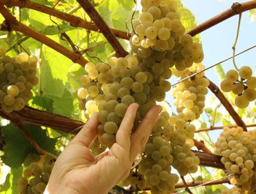 Precios de la uva en la vendimia 2023 en Galicia: se estabiliza la blanca y caída de la tinta