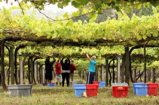 Vendimia 2021: Galicia prevé una cosecha récord de más de 73 millones de kilos de uva