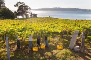 Primeros pasos del plan estratégico para impulsar las comarcas vitivinícolas de Galicia